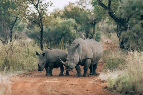 Dinokeng Game Reserve