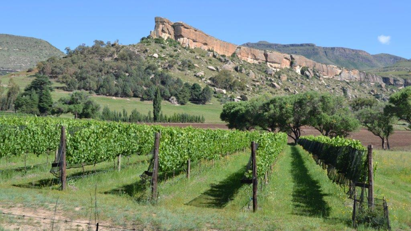 Eastern Free State Vinyards